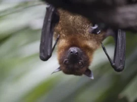 Эксперт Пензенского государственного университета рассказал о помощи летучим мышам в домах ekspert penzenskogo gosudarstvennogo universiteta rasskazal o pomoshhi letuchim mysham v domah-tstpp-ru-0