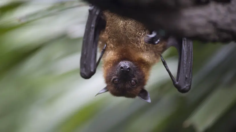 Биолог Смирнов посоветовал спасать залетающих в квартиры летучих мышей