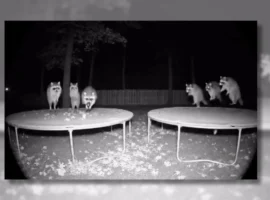 ИИ-видео о диких животных представляет возможности и вызовы для медиаграмотности iivideo o dikih zhivotnyh predstavlyaet vozmozhnosti i vyzovy dlya mediagramotnosti-tstpp-ru-0