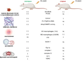 Исследование РНФ и Московского университета раскрывает роль трихостатина А под руководством Егора Плотникова issledovanie rnf i moskovskogo universiteta raskryvaet rol trihostatina a pod rukovodstvom egora plotnikova-tstpp-ru-0