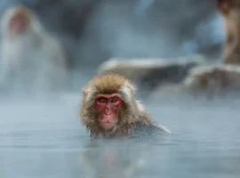 История спасения семьи в Миссисипи с участием макаки-резуса из Тулейнского университета istoriya spaseniya semi v missisipi s uchastiem makakirezusa iz tulejnskogo universiteta-tstpp-ru-0