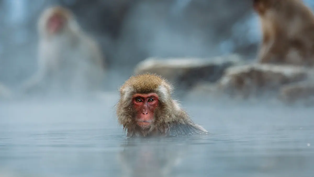 Многодетная американка застрелила сбежавшую из лаборатории зараженную обезьяну