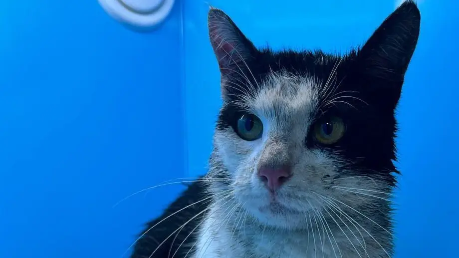 Кота, застрявшего на набережной канала Грибоедова, спасли в Санкт-Петербурге