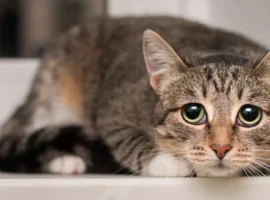 Ловкая кошка в Сосновоборске Красноярского края ненадолго пошатнула электроснабжение lovkaya koshka v sosnovoborske krasnoyarskogo kraya nenadolgo poshatnula elektrosnabzhenie-tstpp-ru-0