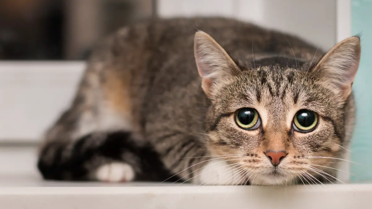 Кошка оставила без света целый город в Красноярском крае