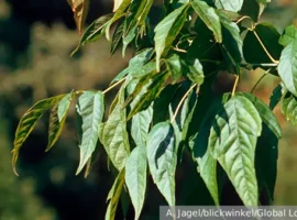 Масштабный план Юлии Урожаевой в Мосгордуме направлен на спасение города masshtabnyj plan yulii urozhaevoj v mosgordume napravlen na spasenie goroda-tstpp-ru-0