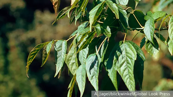 Власти Москвы решили вырубить в городе инвазивные растения