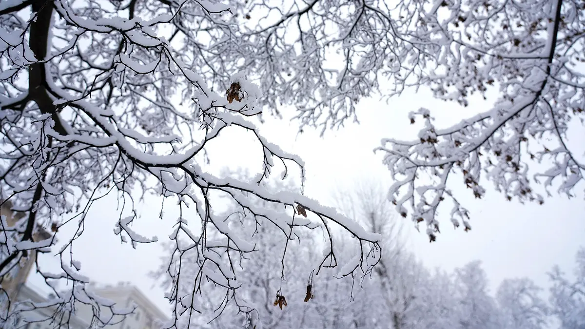 Синоптик Леус рассказал, когда в Москве сформируется снежный покров