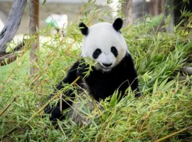 moskovskij zoopark i svetlana akulova vedut peregovory o sudbe pandy katyushi-tstpp-ru-0