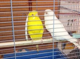 mosoblpozhspas v podolske spas koshku i dvuh popugaev na pozhare v yamkino-tstpp-ru-0