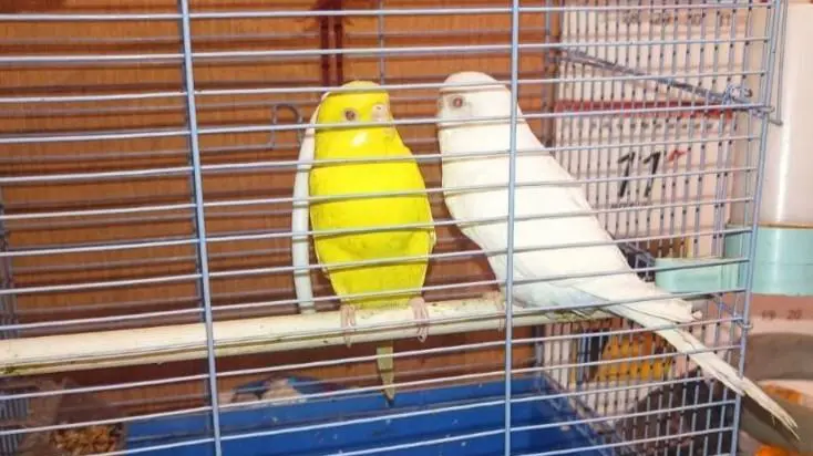 Спасатели вынесли из огня двух попугаев, кошку и пенсионерок в Подмосковье