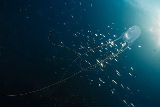 Вводная картинка