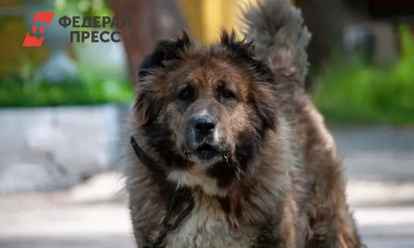 Оптимистичная динамика снижения нападений бездомных собак в Ненецком округе-0