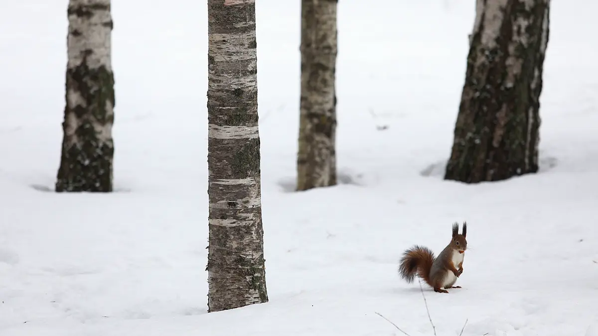 Какой будет зима в Москве в 2025–2026
