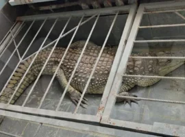 prokuratura kaluzhskoj oblasti zajmyotsya proverkoj uslovij zhizni krokodila v obninske-tstpp-ru-0