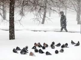 regiony rossii gotovyatsya k dekabryu s pogodnymi rekordami i syurprizami-tstpp-ru-0
