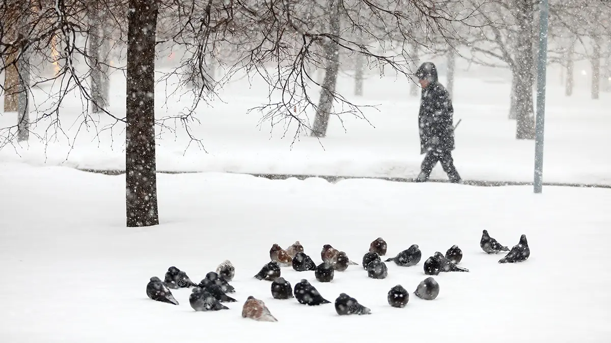 Метеоролог Семенов предупредил о погодных аномалиях в России в декабре