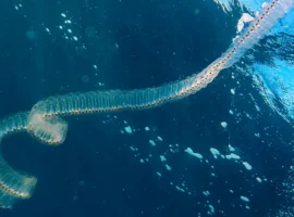 Российские туристы на Филиппинах и Мальдивах были удивлены сальпами и акулами rossijskie turisty na filippinah i maldivah byli udivleny salpami i akulami-tstpp-ru-0