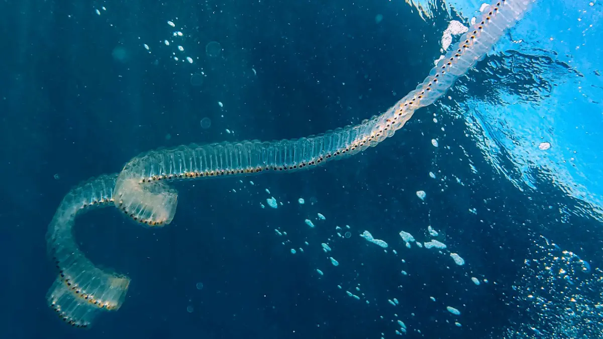 Опасные желеобразные существа покусали россиян на Филиппинах