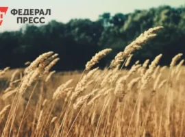 Рязанские ученые зарегистрировали новый сорт озимой пшеницы «Адарка» ryazanskie uchenye zaregistrirovali novyj sort ozimoj psheniczy adarka-tstpp-ru-0