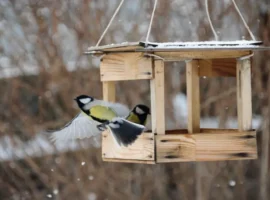 sadovody rasskazyvayut o zimnem kormlenii pticz i poleznyh lakomstvah-tstpp-ru-0
