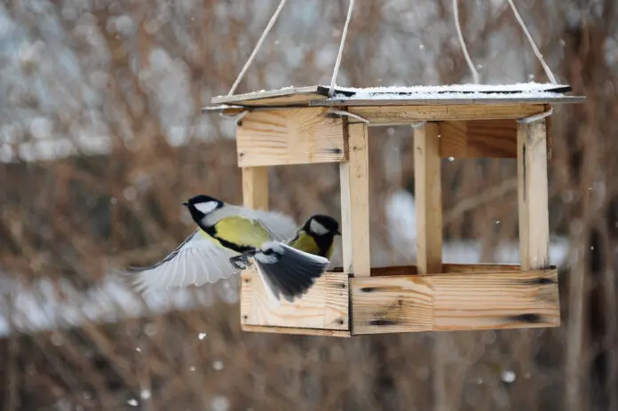 Садоводы рассказывают о зимнем кормлении птиц и полезных лакомствах-0