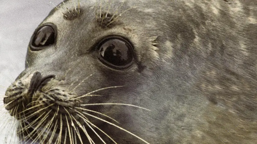 На берегу Каспийского моря в Казахстане нашли 112 погибших тюленей