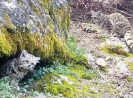 Удивительная встреча с андскими кошками в Перу и Чили udivitelnaya vstrecha s andskimi koshkami v peru i chili-tstpp-ru-0