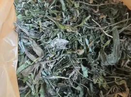 v ryazanskoj oblasti policzejskie raskryli delo o konople i obreze ruzhya-tstpp-ru-0