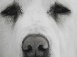 Владивосток. Алабай спасен, прокуратура возбудила уголовное дело vladivostok alabaj spasen prokuratura vozbudila ugolovnoe delo-tstpp-ru-0