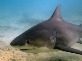 yunyj evan kempbell perezhil vstrechu s tigrovoj akuloj na samoa i vernulsya v avstraliyu-tstpp-ru-0