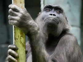 14 декабря отмечаются День обезьян, День вязания и День кривляния 14 dekabrya otmechayutsya den obezyan den vyazaniya i den krivlyaniya-tstpp-ru-0