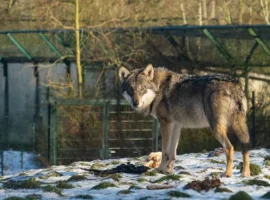Европейский волк устроил незабываемое приключение в зоопарке Тама evropejskij volk ustroil nezabyvaemoe priklyuchenie v zooparke tama-tstpp-ru-0