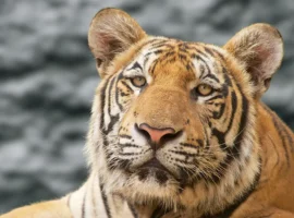 Фермерша и пастух из округа Чандрапур в Индии столкнулись с тигром fermersha i pastuh iz okruga chandrapur v indii stolknulis s tigrom-tstpp-ru-0