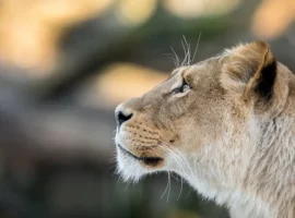 Истории о львице в Бразилии, медведе в Японии и обезьянах в Таиланде istorii o lvicze v brazilii medvede v yaponii i obezyanah v tailande-tstpp-ru-0