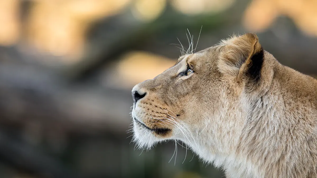 Львица в бразильском зоопарке убила проникшего в ее вольер мужчину
