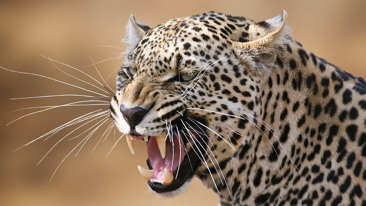 Леопард пробрался в деревню и убил 45-летнего мужчину в Индии