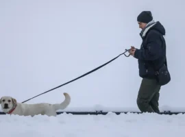 Михаил Шеляков и Марианна Онуфриенко делятся советами по безопасности собак mihail shelyakov i marianna onufrienko delyatsya sovetami po bezopasnosti sobak-tstpp-ru-0