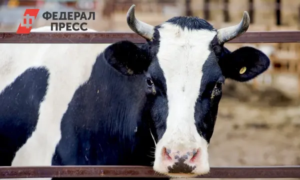 Мишустин выделил 264 миллиона рублей на генетическую селекцию животных в Приволжском округе-0