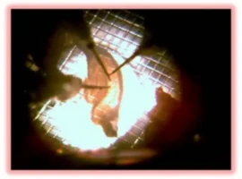 Новая молекула CaAKG может стать ключом к защите мозга при болезни Альцгеймера novaya molekula mozhet stat klyuchom k zashhite mozga pri bolezni alczgejmera-tstpp-ru-0