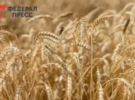 Правительство России Утвердило Стабильные Квоты для ЕАЭС на Рынке Зерновых pravitelstvo rossii utverdilo stabilnye kvoty dlya eaes na rynke zernovyh-tstpp-ru-0