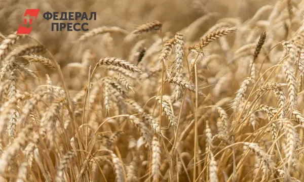 Правительство России Утвердило Стабильные Квоты для ЕАЭС на Рынке Зерновых-0