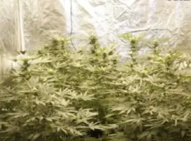 Прокуратура Московской области расследует дело о выращивании конопли в Пушкине prokuratura moskovskoj oblasti rassleduet delo o vyrashhivanii konopli v pushkine-tstpp-ru-0