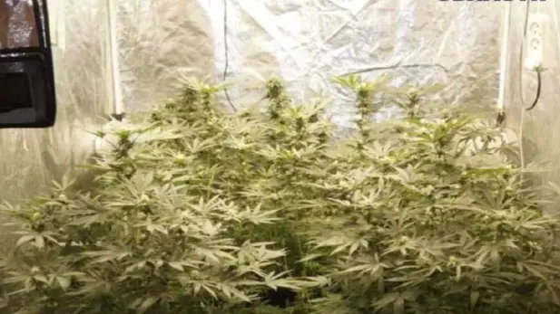 Житель Подмосковья, выращивавший дома коноплю, предстанет перед судом