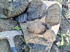 Самарский политех нашел уникальные аммониты кимериджского яруса в Самарской области samarskij politeh nashel unikalnye ammonity kimeridzhskogo yarusa v samarskoj oblasti-tstpp-ru-0