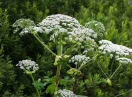 Сергей Гаврилов выступил в поддержку инициатив по борьбе с борщевиком в Ярославской области sergej gavrilov vystupil v podderzhku inicziativ po borbe s borshhevikom v yaroslavskoj oblasti-tstpp-ru-0