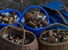 Сезон грибов в Москве удивляет — советы по сбору в декабре от Вечерней Москвы sezon gribov v moskve udivlyaet sovety po sboru v dekabre ot vechernej moskvy-tstpp-ru-0