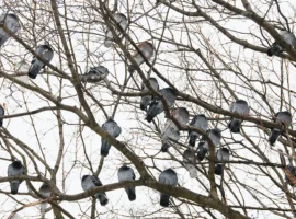 Синоптики дают оптимистичный прогноз для декабря в Москве и Подмосковье sinoptiki dayut optimistichnyj prognoz dlya dekabrya v moskve i podmoskove-tstpp-ru-0