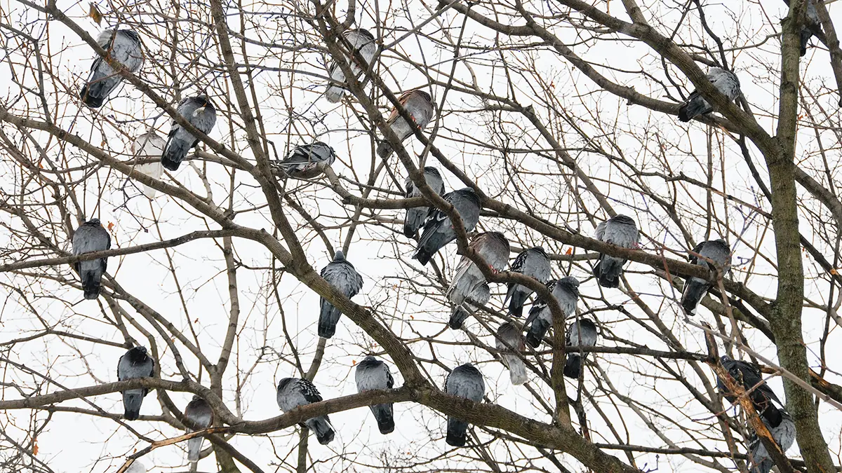 Погода в Москве 6 и 7 декабря