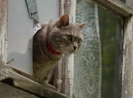 Спасение Милаши в Vetcity и новые шансы благодаря Юлии Кудря spasenie milashi v i novye shansy blagodarya yulii kudrya-tstpp-ru-0